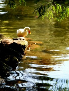 photo by: la_febbra