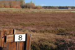 eight